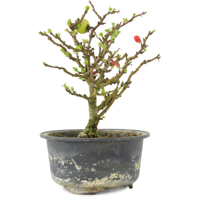 Chaenomeles speciosa, 16,5 cm, ± 9 Jahre alt, mit roten Blüten und gelben Früchten