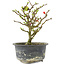 Chaenomeles speciosa, 16,5 cm, ± 9 jaar oud, met rode bloemen en geel fruit