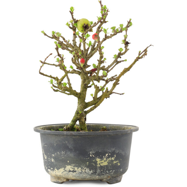 Chaenomeles speciosa, 16,5 cm, ± 9 Jahre alt, mit roten Blüten und gelben Früchten