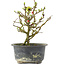 Chaenomeles speciosa, 16,5 cm, ± 9 anni, con fiori rossi e frutti gialli