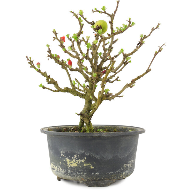 Chaenomeles speciosa, 16,5 cm, ± 9 ans, à fleurs rouges et fruits jaunes
