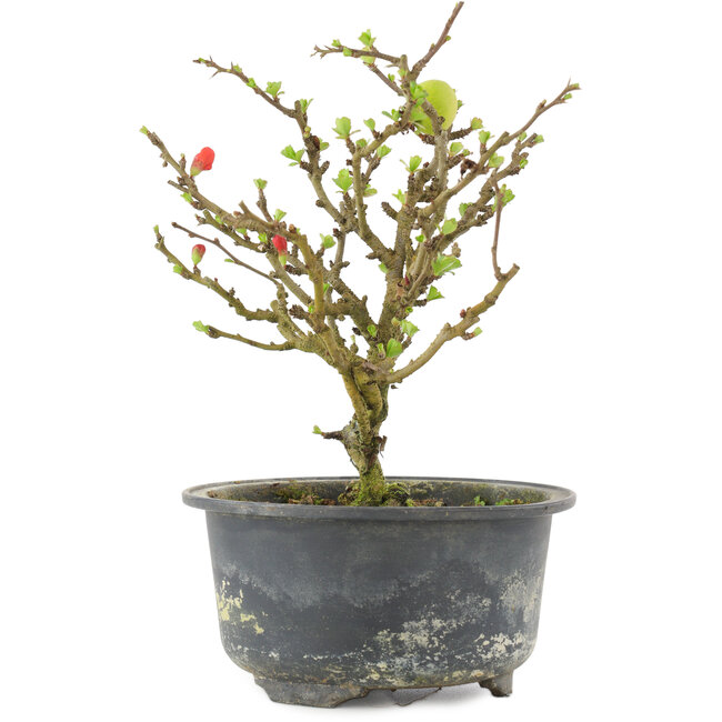 Chaenomeles speciosa, 16,5 cm, ± 9 años, con flores rojas y frutos amarillos