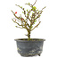 Chaenomeles speciosa, 16,5 cm, ± 9 anni, con fiori rossi e frutti gialli