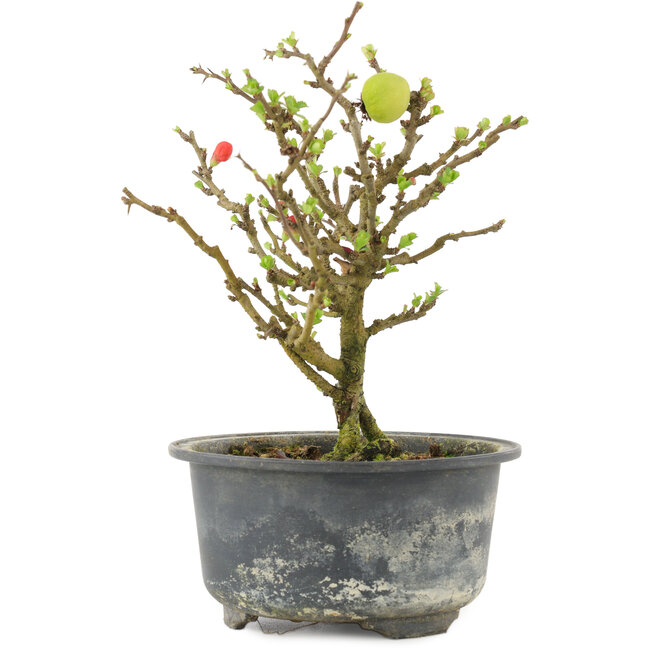 Chaenomeles speciosa, 16,5 cm, ± 9 anni, con fiori rossi e frutti gialli