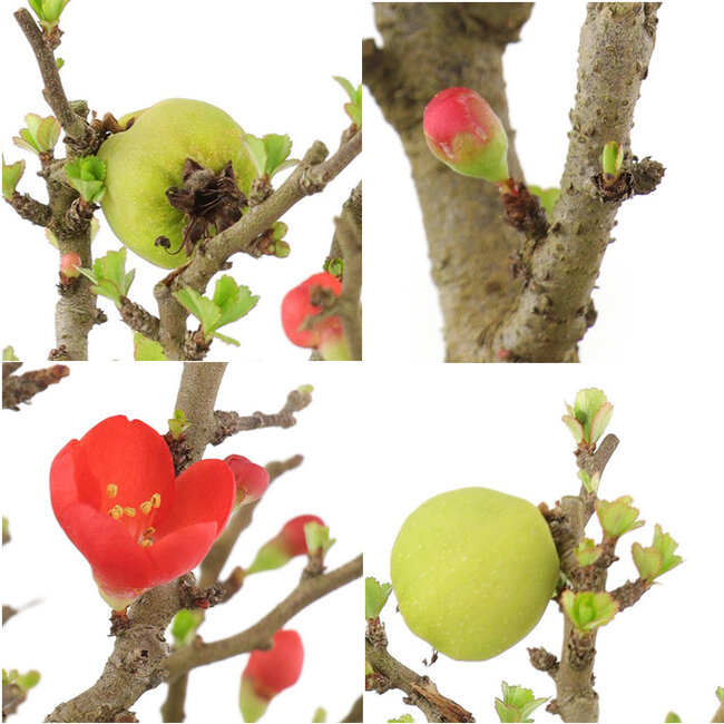 Chaenomeles speciosa, 19 cm, ± 9 jaar oud, met rode bloemen en geel fruit