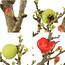 Chaenomeles speciosa, 16 cm, ± 9 jaar oud, met rode bloemen en geel fruit