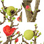 Chaenomeles speciosa, 28,5 cm, ± 13 años, con flores rojas y frutos amarillos