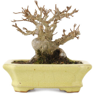  Hattori Tomoyuki Acer buergerianum, 10,5 cm, ± 15 jaar oud