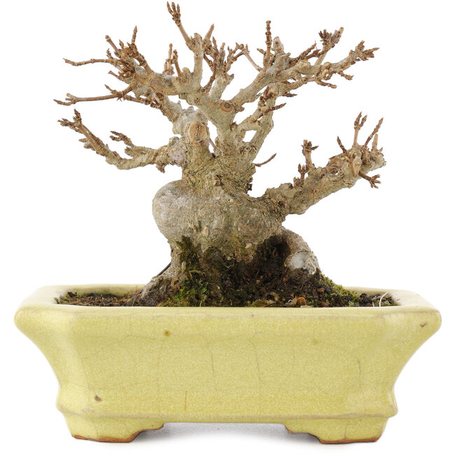 Acer buergerianum, 10,5 cm, ± 15 jaar oud, in een handgemaakte Japanse pot van Hattori