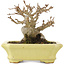 Acer buergerianum, 10,5 cm, ± 15 años, en una maceta japonesa hecha a mano por Hattori