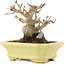 Acer buergerianum, 10,5 cm, ± 15 years old, in a handmade Japanese pot by Hattori