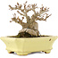 Acer buergerianum, 10,5 cm, ± 15 years old, in a handmade Japanese pot by Hattori