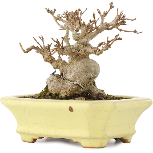 Acer buergerianum, 10,5 cm, ± 15 years old, in a handmade Japanese pot by Hattori