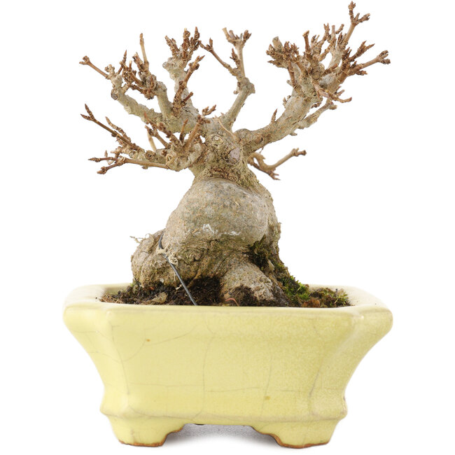 Acer buergerianum, 10,5 cm, ± 15 years old, in a handmade Japanese pot by Hattori