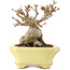 Acer buergerianum, 10,5 cm, ± 15 years old, in a handmade Japanese pot by Hattori