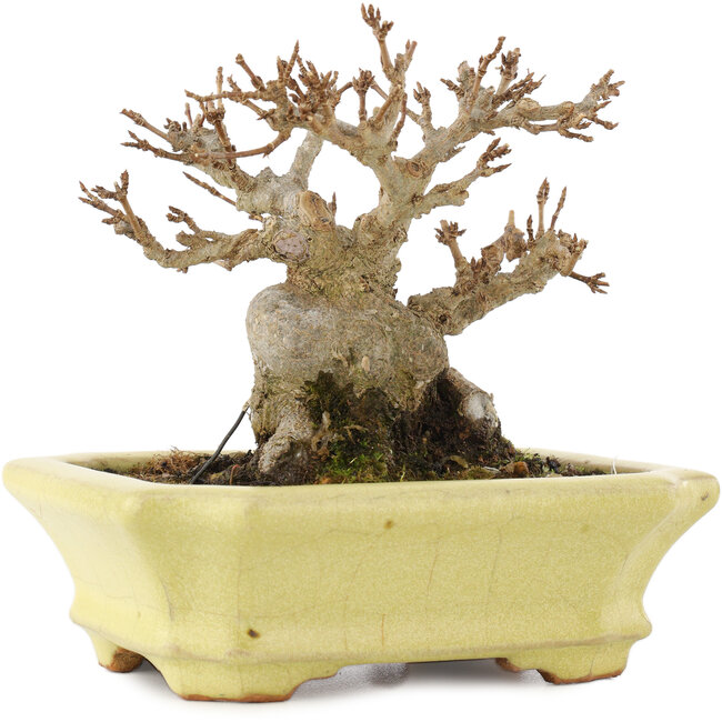 Acer buergerianum, 10,5 cm, ± 15 years old, in a handmade Japanese pot by Hattori