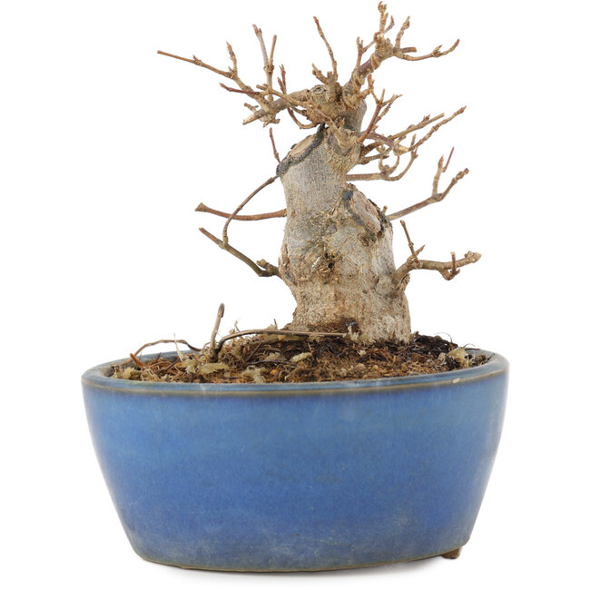 Acer buergerianum, 9 cm, ± 12 ans, dans un pot cassé