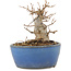 Acer buergerianum, 9 cm, ± 12 ans, dans un pot cassé