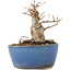 Acer buergerianum, 9 cm, ± 12 anni, in vaso rotto