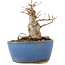 Acer buergerianum, 9 cm, ± 12 ans, dans un pot cassé