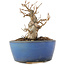 Acer buergerianum, 9 cm, ± 12 ans, dans un pot cassé