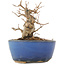 Acer buergerianum, 9 cm, ± 12 ans, dans un pot cassé