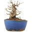 Acer buergerianum, 9 cm, ± 12 ans, dans un pot cassé