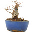 Acer buergerianum, 9 cm, ± 12 ans, dans un pot cassé