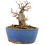 Acer buergerianum, 9 cm, ± 12 ans, dans un pot cassé