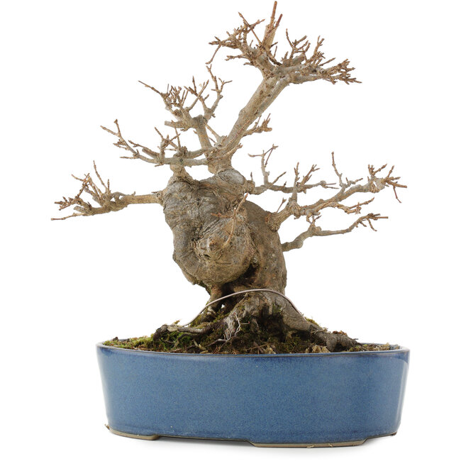 Acer buergerianum, 24 cm, ± 15 jaar oud