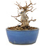 Acer buergerianum, 9 cm, ± 12 ans, dans un pot cassé
