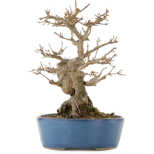 Acer buergerianum, 24 cm, ± 15 jaar oud