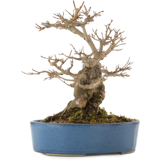 Acer buergerianum, 24 cm, ± 15 ans