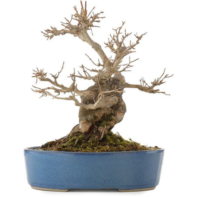 Acer buergerianum, 24 cm, ± 15 Jahre alt