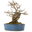 Acer buergerianum, 24 cm, ± 15 anni