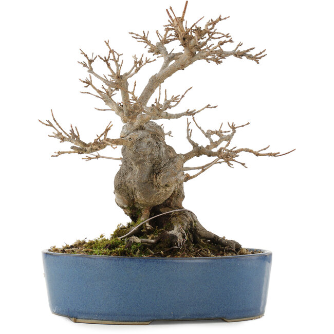 Acer buergerianum, 24 cm, ± 15 jaar oud