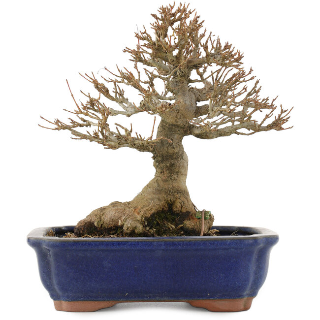Acer buergerianum, 19,5 cm, ± 15 years old, with a nebari of 9 cm