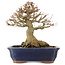 Acer buergerianum, 19,5 cm, ± 15 anni, con un nebari di 9 cm