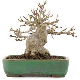 Yamafusa Acer buergerianum, 11,5 cm, ± 20 anni