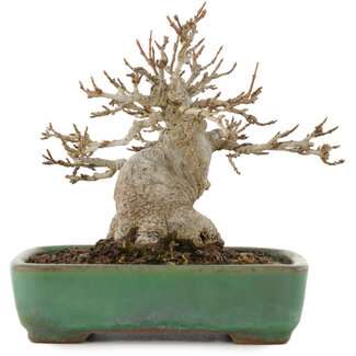 Yamafusa Acer buergerianum, 11,5 cm, ± 20 ans