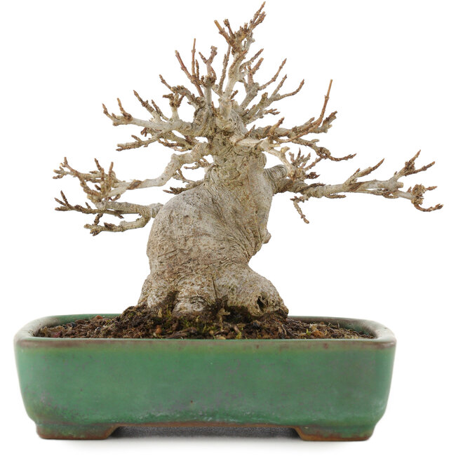 Acer buergerianum, 11,5 cm, ± 20 anni, in un vaso Tokoname giapponese fatto a mano da Yamafusa