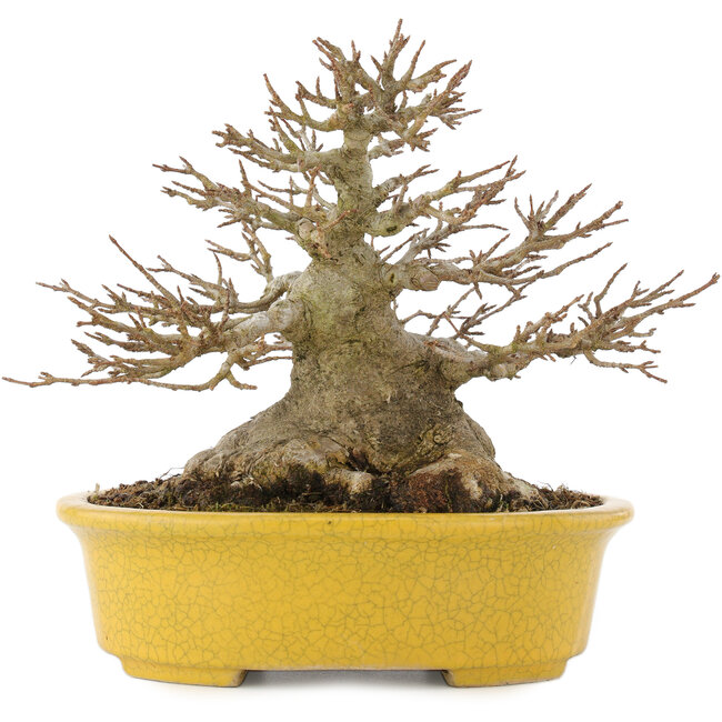 Acer buergerianum, 16 cm, ± 25 anni, con un nebari di 12 cm e in un vaso giapponese fatto a mano da Koijou