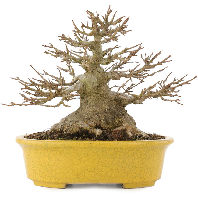 Acer buergerianum, 16 cm, ± 25 years old, with a nebari of 12 cm and in a handmade Japanese pot by Koijou