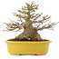 Acer buergerianum, 16 cm, ± 25 anni, con un nebari di 12 cm e in un vaso giapponese fatto a mano da Koijou