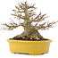 Acer buergerianum, 16 cm, ± 25 anni, con un nebari di 12 cm e in un vaso giapponese fatto a mano da Koijou