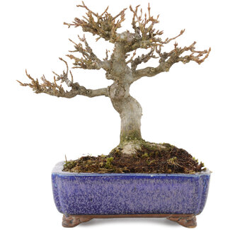 Kosen Acer buergerianum, 12,5 cm, ± 15 anni