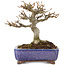 Acer buergerianum, 12,5 cm, ± 15 years old, in a handmade Japanese pot by Kosen