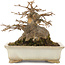 Acer buergerianum, 12,5 cm, ± 25 ans