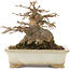 Acer buergerianum, 12,5 cm, ± 25 years old