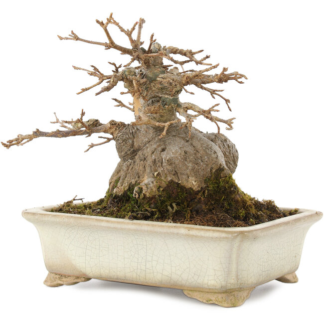 Acer buergerianum, 12,5 cm, ± 25 Jahre alt